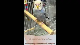 Первое выражение моего попугая Гоши. Все понимают, что он говорит ?)))
