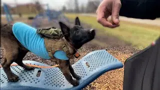 Cute puppy tricks, DIY fence, vet visit