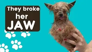 A broken jaw at the groomers