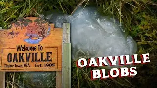 What Caused a Sickly Ooze to Fall From the Sky? | Oakville Blobs