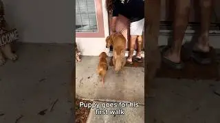 My puppy went on his FIRST WALK