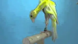 Giboso Español de Ildefonso Falcón.