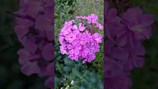 Цветущий сад в конце июля  #сад