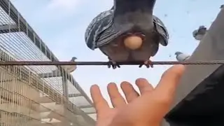 Pigeon Laying Egg #Birds Laying Egg