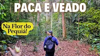 Paca and Deer at Pequiá Flower!
