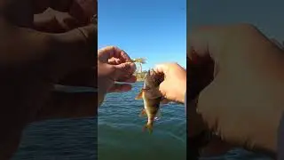 Окунь проглот 🤣🤣🤣