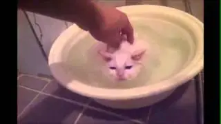 Кот моется