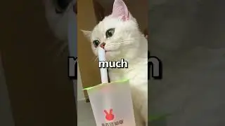 What FOOD gets YOU like these PETS 🤣 | Wholesome Animals
