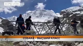 СОБАКА-СПАСАТЕЛЬ С КАМЧАТКИ ПОЛУЧИЛА ВЫСШУЮ ОЦЕНКУ В ПОИСКЕ ЛЮДЕЙ • НОВОСТИ КАМЧАТКИ