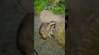 Beware of #raccoons #raccoons #camping #campinglife