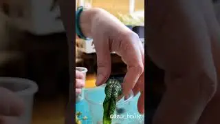 #алоказия