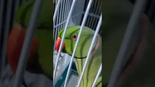Говорящий ожереловый попугай Ричи 