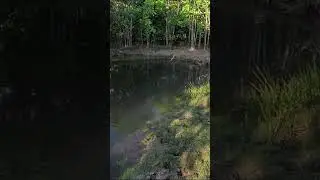 Traira de Sorte