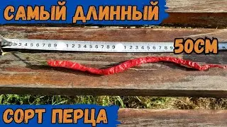 Thunder mountain Longhorn рекордсмен в длину среди острых перцев. Самый длинный сорт острого перца.