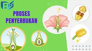 PROSES PENYERBUKAN PADA TUMBUHAN (DETAIL TAHAPAN PENYERBUKAN)