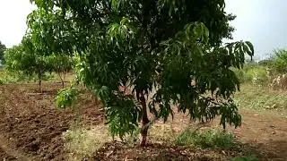 Mango tree video for Background HD