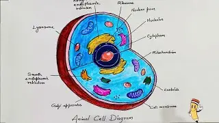 How To Draw Animal Cell Diagram || Animal Cell Drawing