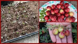 Черенкование клюквы. Размножение. Рабочие моменты.