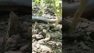 Boa Snake 🐍🐍🐍#shorts #shortvideo #shortsvideo #youtubeshorts