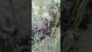 urgente, muvem de garfanhoto estranho aparece no interior da Bahia