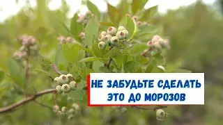 Последние работы с голубикой в конце сезона