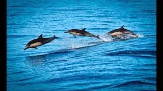 3 Minute Calm Down, Positive Music, Relaxing, Stress Relief 2018, HD