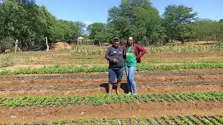 See my cousin Dida's vegetable garden / Sítio Barreiro Verdejante PE.