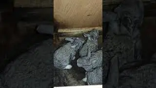 12-й день крольчат
