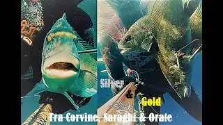 Pescasub: Silver & Gold - Tra Saraghi,Corvine & Orate