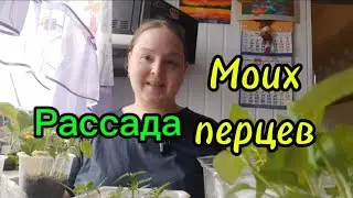 Рассада перца / Пересадка 