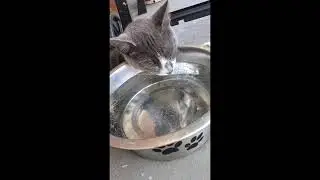 sleeping in the water bowl