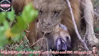 أم الزرافة تضحّي لإنقاذ صغيرها من هجوم أسد مفاجئ | لحظات مثيرة من عالم الحيوانات