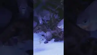 Turtle swimming day #turtle #reptile #pinkbellysideneckturtle #pet #fish #silverdollar #clownloach