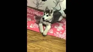 Когда ругают хаски.