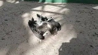 Gambia, ein volltrunkener Geier