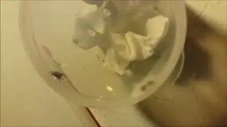 DES NOUVELLES DE MES ARAIGNEES (PHIDIPPUS REGIUS)