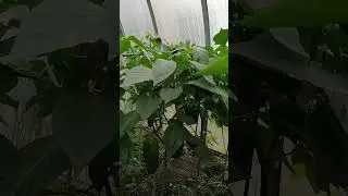 Холодно плохо, жара не лучше.