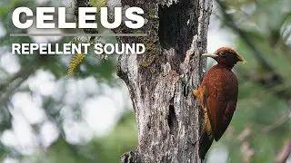 Celeus Repellent Sound