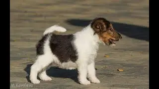 фокс Реди Стеди