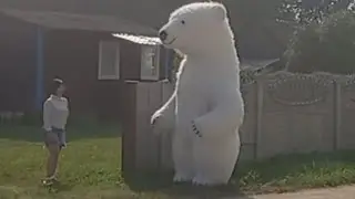 Белый  медведь  в  деревне