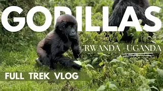 Ultimate Guide to Seeing Mountain Gorillas in Rwanda & Uganda: What You Need to Know!