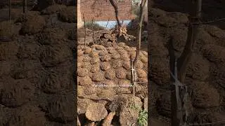 Cow Dung Cake cooking in India