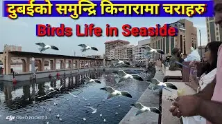 Burdubai Seaside | Bur Dubai Nepali Park |  दुबई को समुन्द्री किनारामा चराहरु रमाउदै !