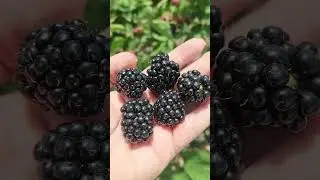 Лох Тей, ранний сорт ежевики#shorts