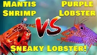 The Ultimate Showdown: Mantis Shrimp vs Purple Reef Lobster