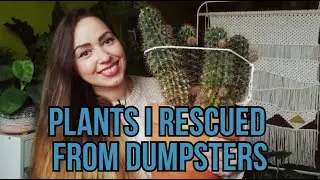 ALL PLANTS I RESCUED THIS YEAR / With pictures // PLANT HAUL