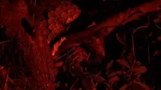PANGOLIN AT NIGHT (SOUTH AFRICA)