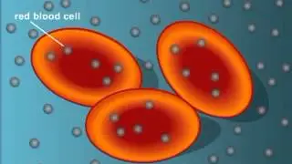 Plasmolyzed Cells
