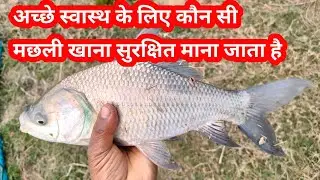 अच्छे स्वास्थ के लिए किस मछली को खाना सुरक्षित माना जाता है ? || Sundar bihar