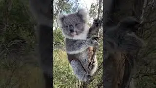 Are Koalas the cutest wild animals ever?